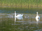 FZ029175 Swans and cygnets.jpg
